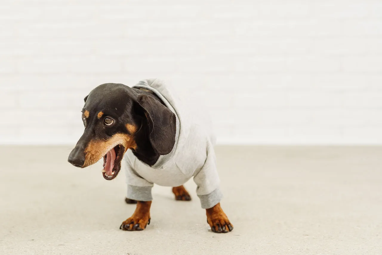 Dachshund grey hoodie David