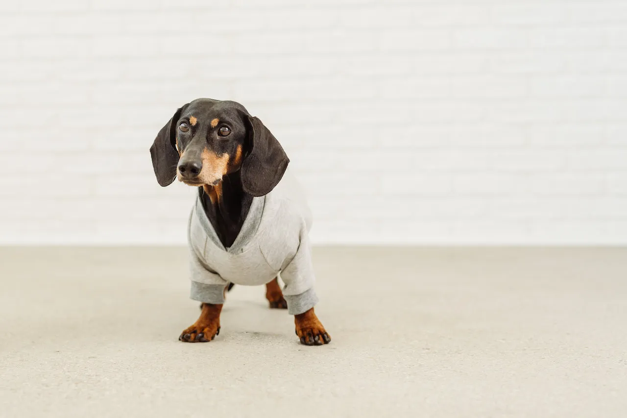 Dachshund grey hoodie David