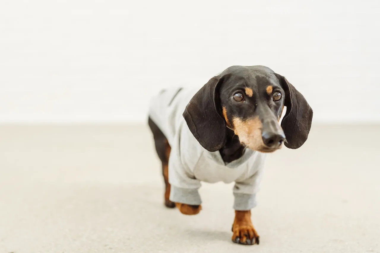 Dachshund grey hoodie David