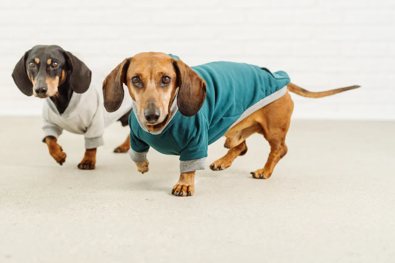 Dachshund grey hoodie David