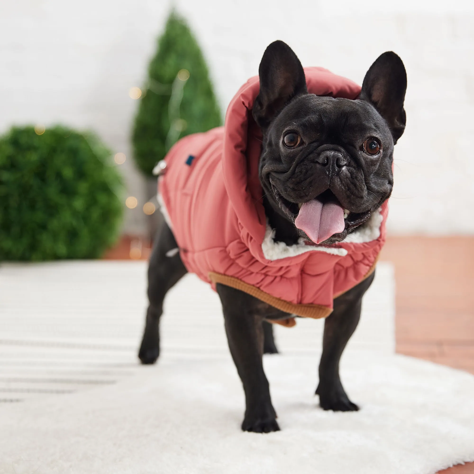 Ultra-Warm &  Stylish Dog Jacket