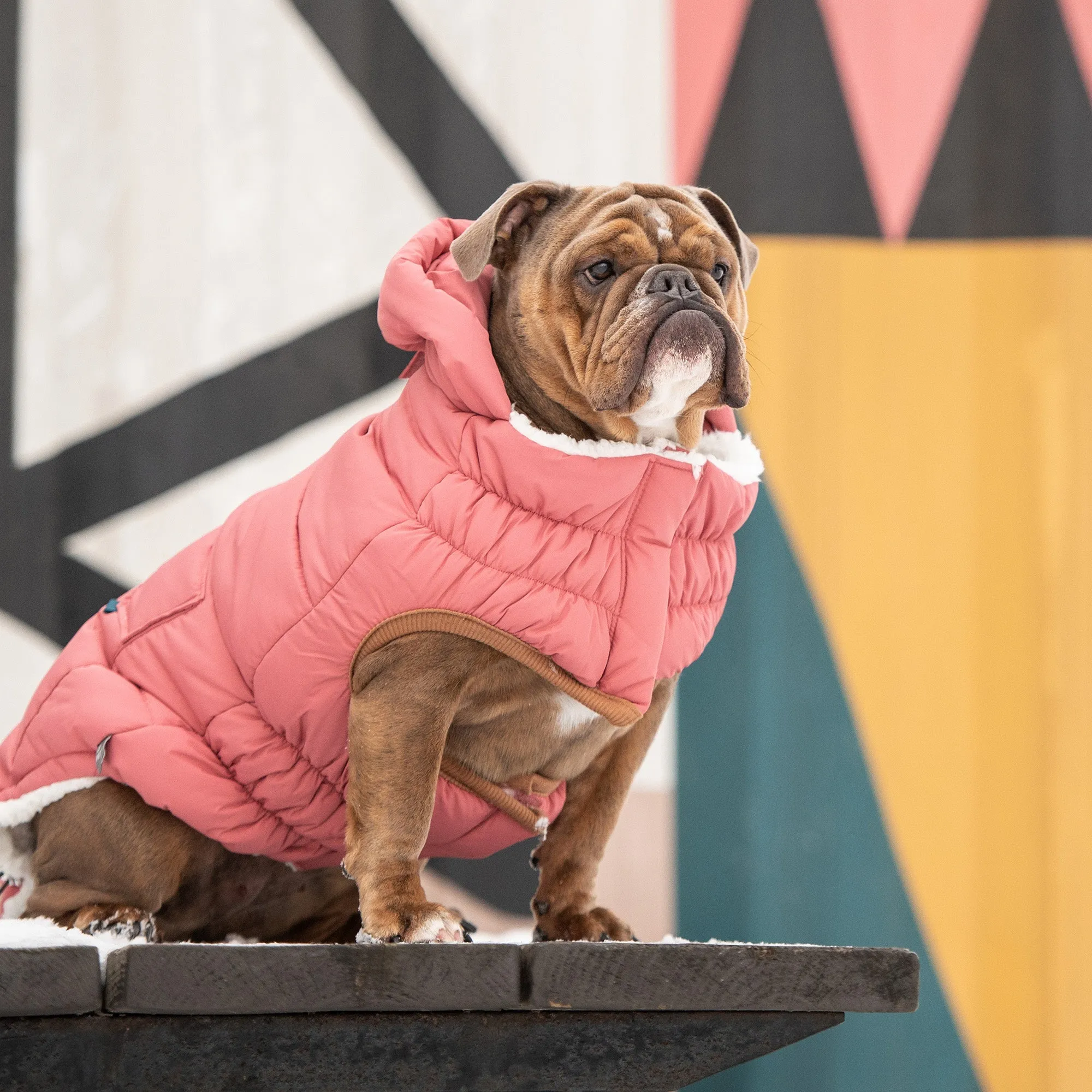 Ultra-Warm &  Stylish Dog Jacket
